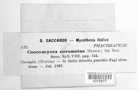 Coccomyces coronatus image